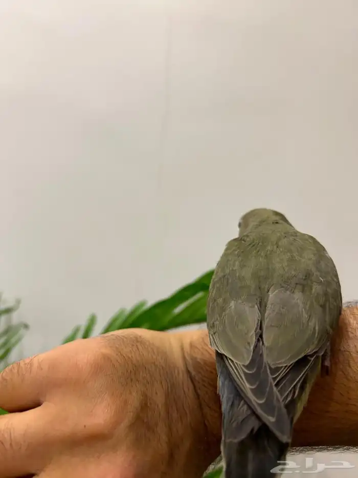 ببغاء روز هدد خارجي داخلي تم البيع تابعو اعلاناتي السابقه 3