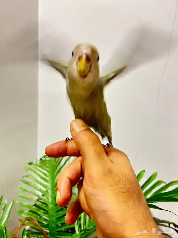 ببغاء روز هدد خارجي داخلي تم البيع تابعو اعلاناتي السابقه 4
