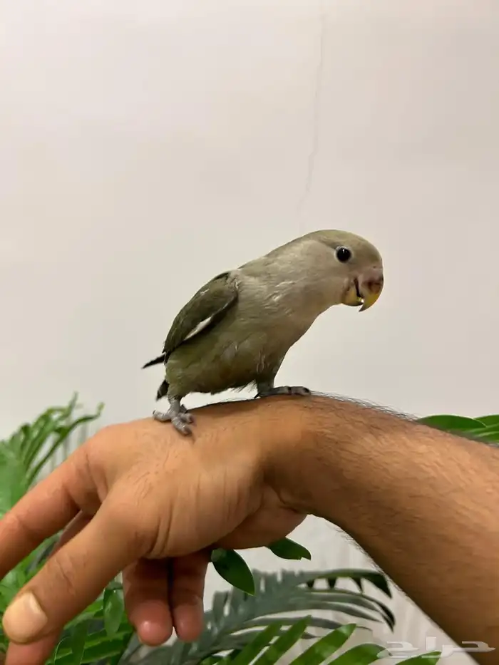 ببغاء روز هدد خارجي داخلي تم البيع تابعو اعلاناتي السابقه 0