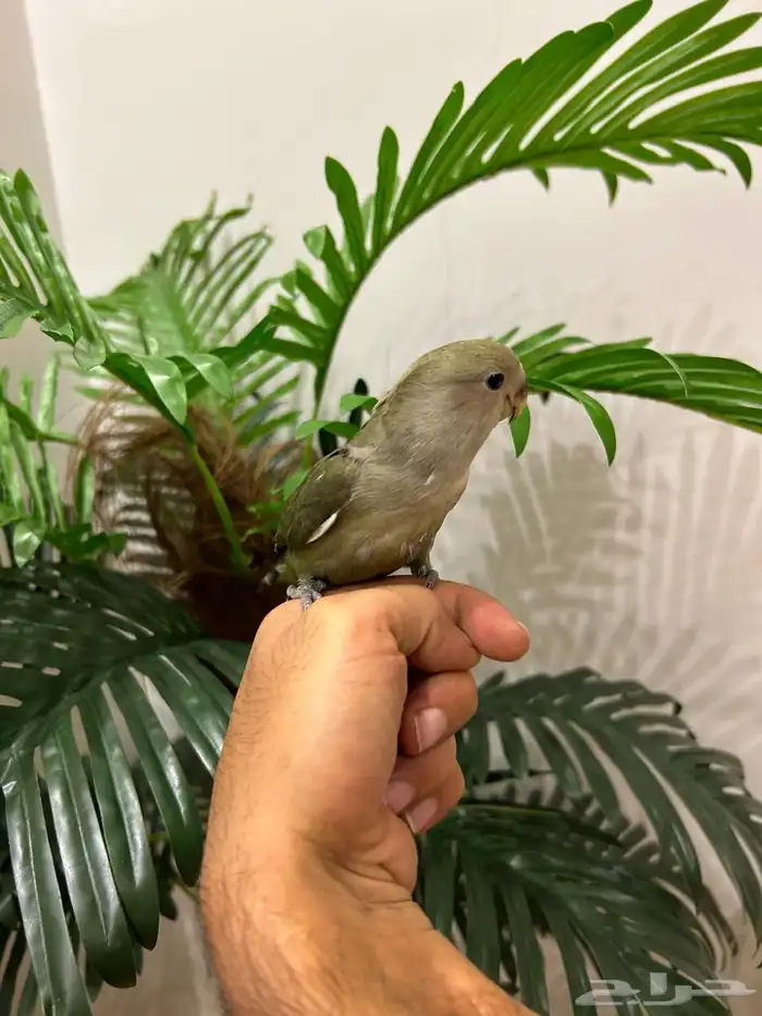 ببغاء روز هدد خارجي داخلي تم البيع تابعو اعلاناتي السابقه 2