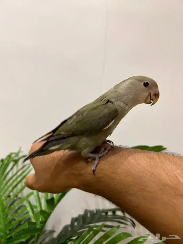 ببغاء روز هدد خارجي داخلي تم البيع تابعو اعلاناتي السابقه 1
