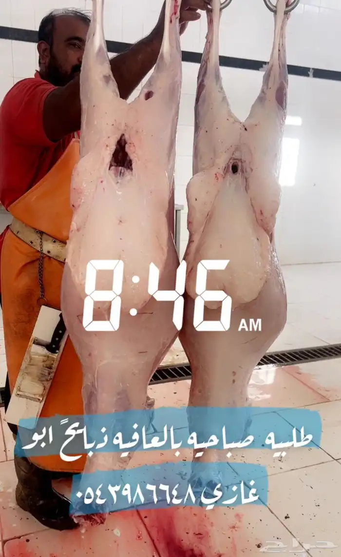 ذبائح ابو غازي. ضرما 6
