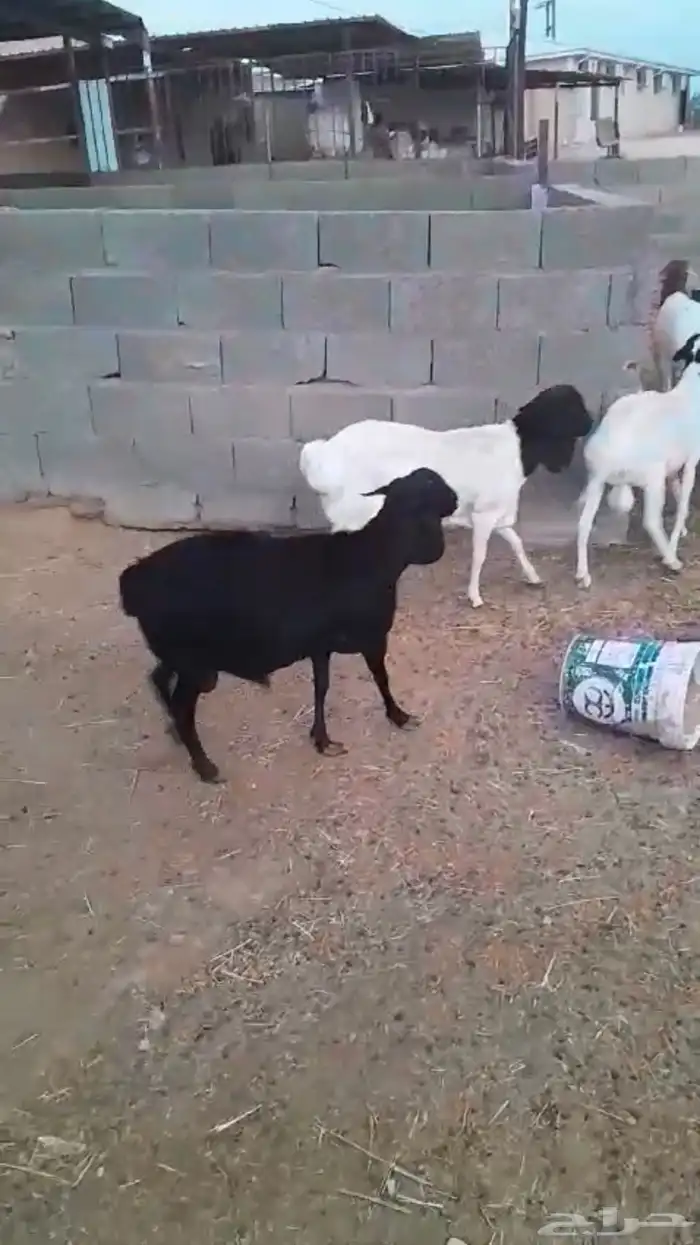 برابر إنتاج بلدي هجين ومشاريك بربري ذبايح 4
