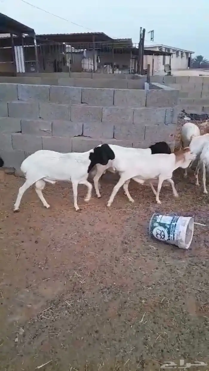 برابر إنتاج بلدي هجين ومشاريك بربري ذبايح 5