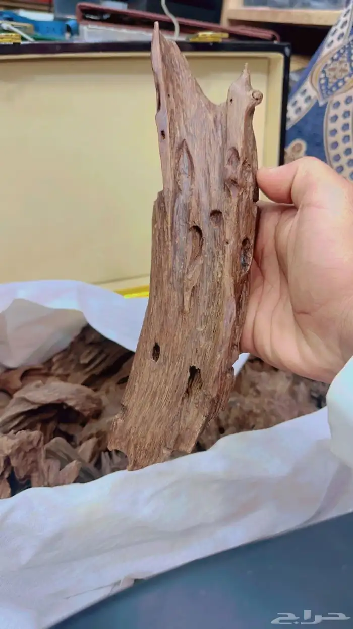 عود طبيعي ونوادر ومحسن والبيع بسعر جمله 10