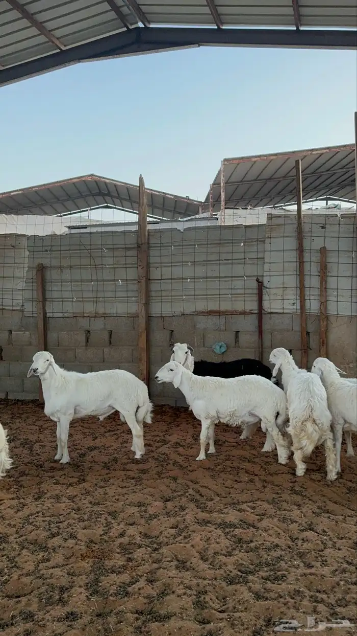 خرفان حريات 6