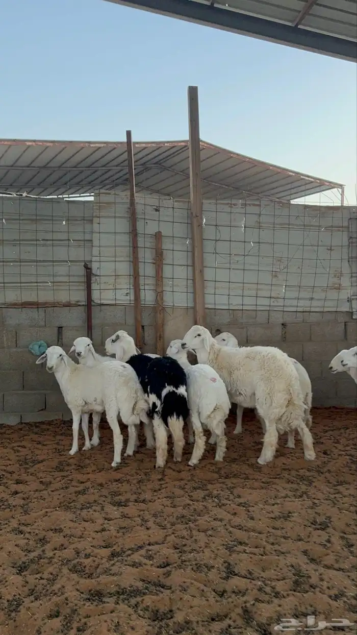 خرفان حريات 5