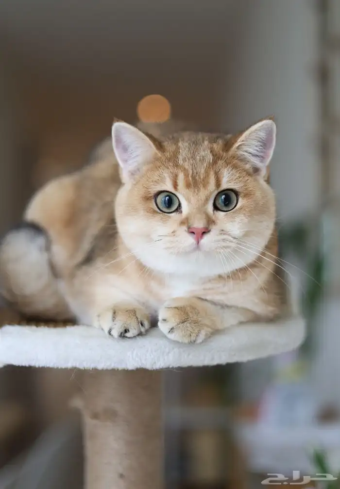 قطط قولد ستريت مستوى عالي 0