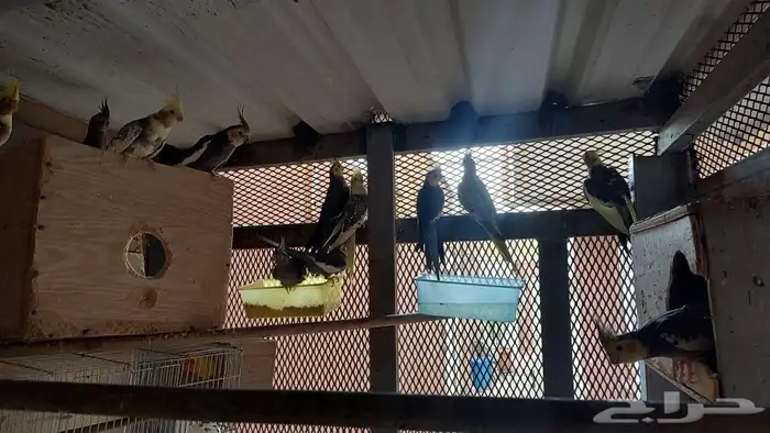 طيور كروان صحه ممتاز 5