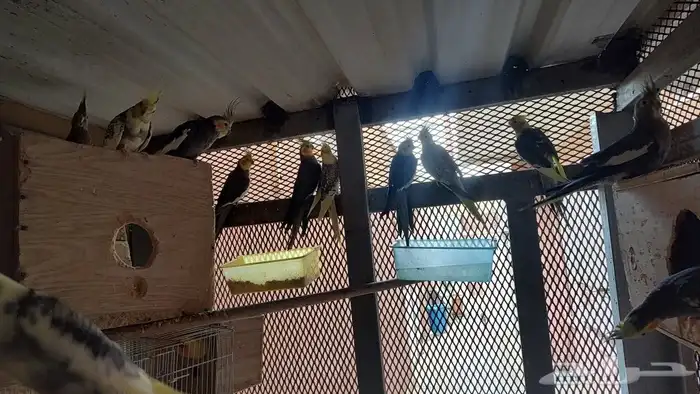 طيور كروان صحه ممتاز 7