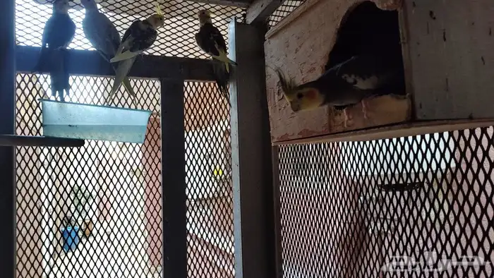 طيور كروان صحه ممتاز 0