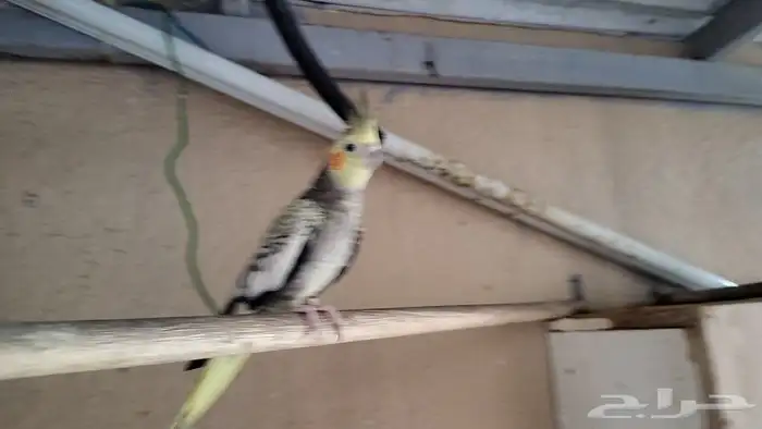 طيور كروان صحه ممتاز 3