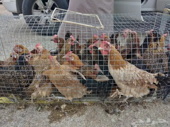 للبيع دجاج بلدي بياض شرط. ويوجد ديوك 5