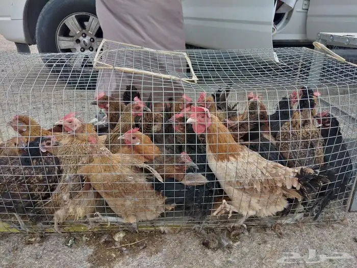 للبيع دجاج بلدي بياض شرط. ويوجد ديوك 1