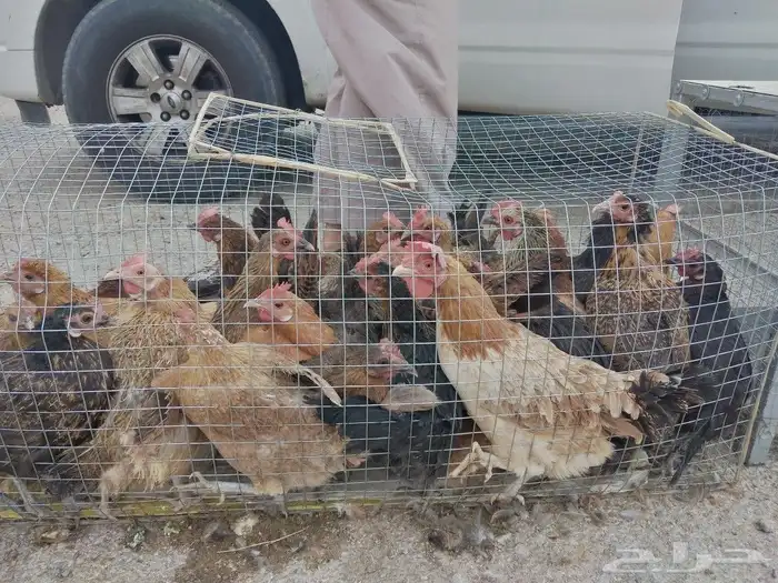 للبيع دجاج بلدي بياض شرط. ويوجد ديوك 6