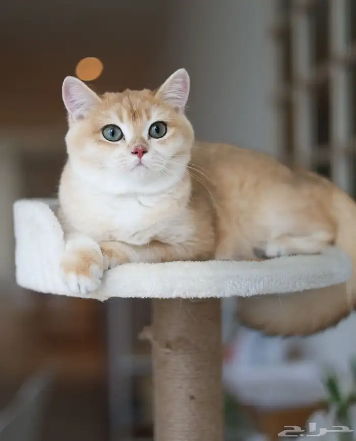 قطط قولد ستريت مستوى عالي 1