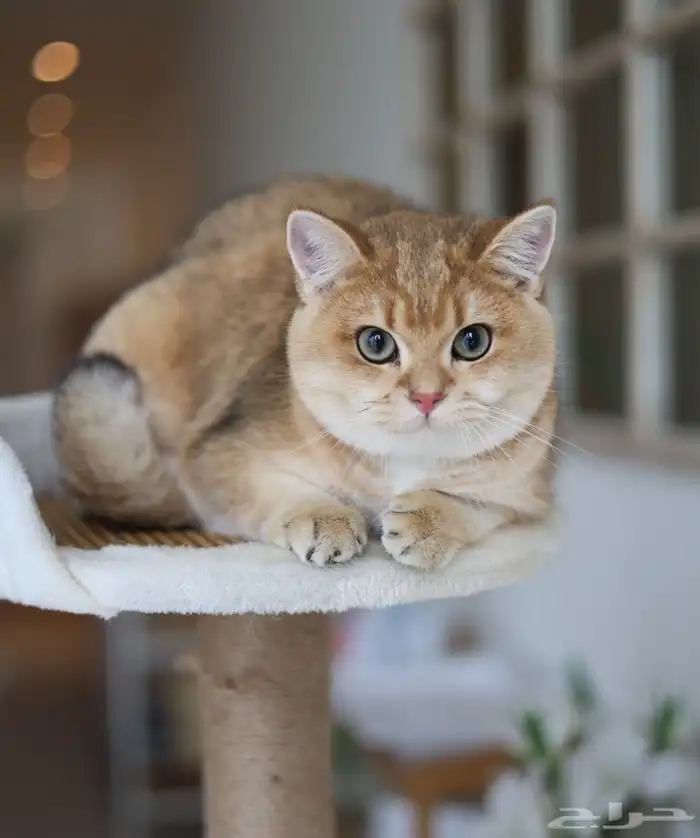 قطط قولد ستريت مستوى عالي 2