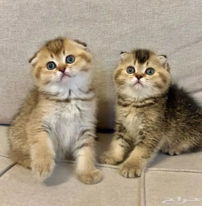 قطط سكوتش فولد بيرشن هاف بيكي مون فيس للبيع 0