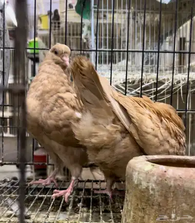 طبه كنق مودينا اصفر ذهب تم البيع 8