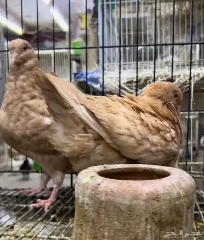 طبه كنق مودينا اصفر ذهب تم البيع 9