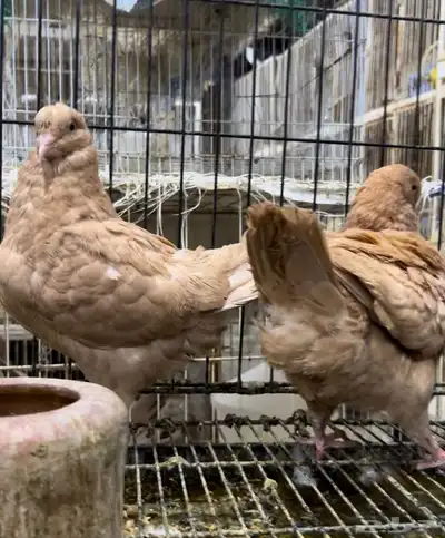 طبه كنق مودينا اصفر ذهب تم البيع 1