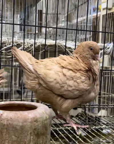 طبه كنق مودينا اصفر ذهب تم البيع 3