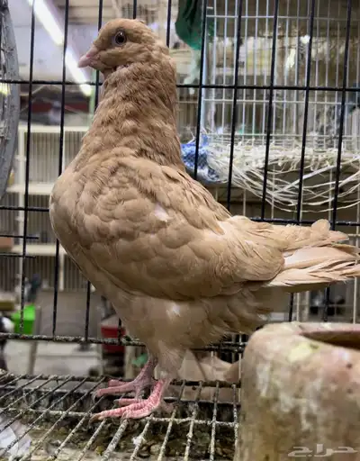 طبه كنق مودينا اصفر ذهب تم البيع 2