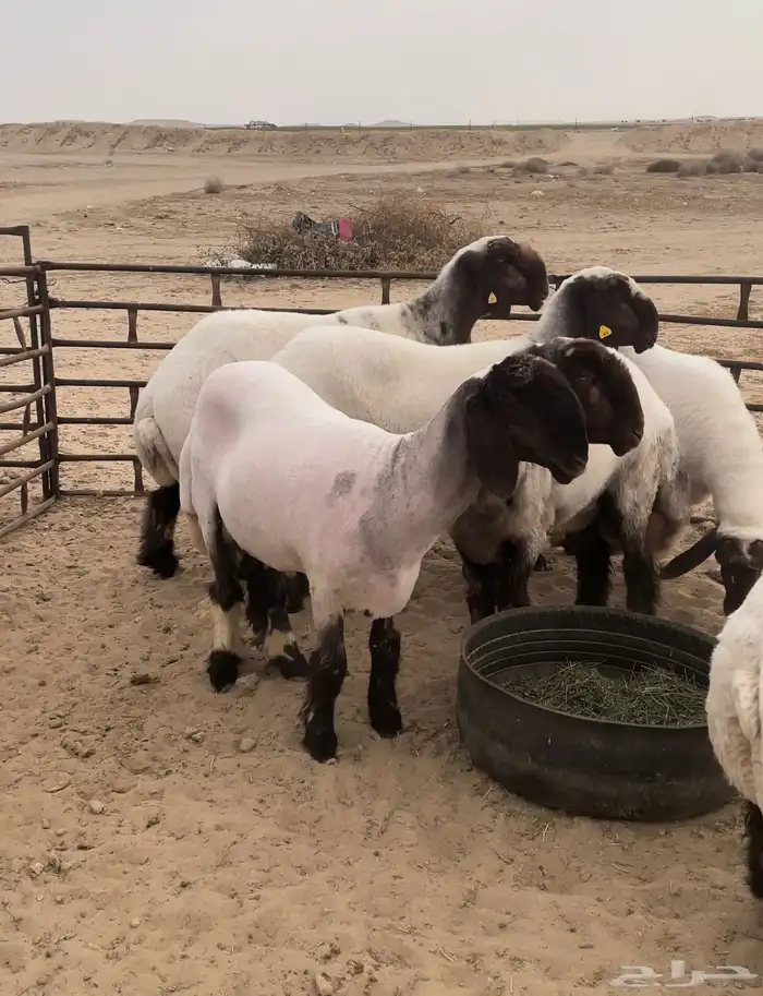 جذع فحل غنم نعيم صنف نعيمي 9