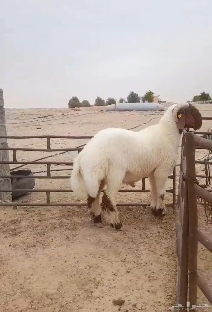 جذع فحل غنم نعيم صنف نعيمي 3