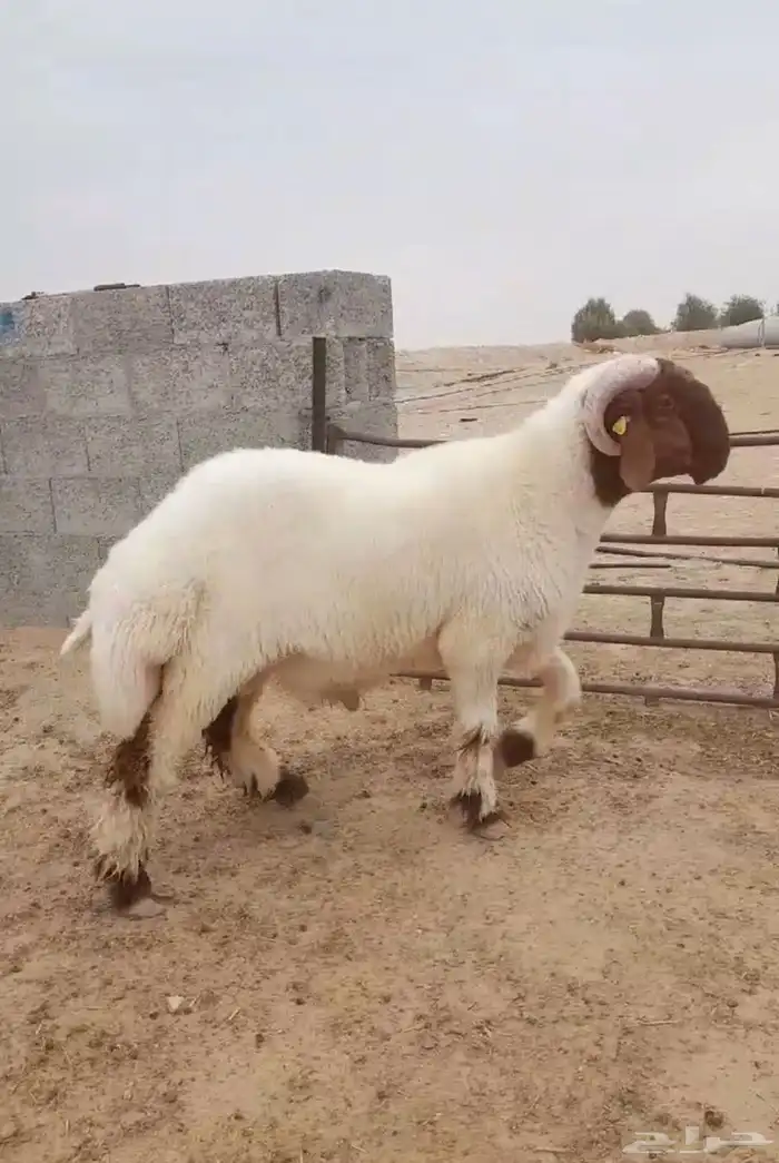 جذع فحل غنم نعيم صنف نعيمي 4