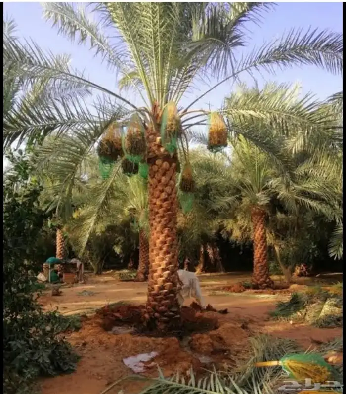 نخيل فاخر 11