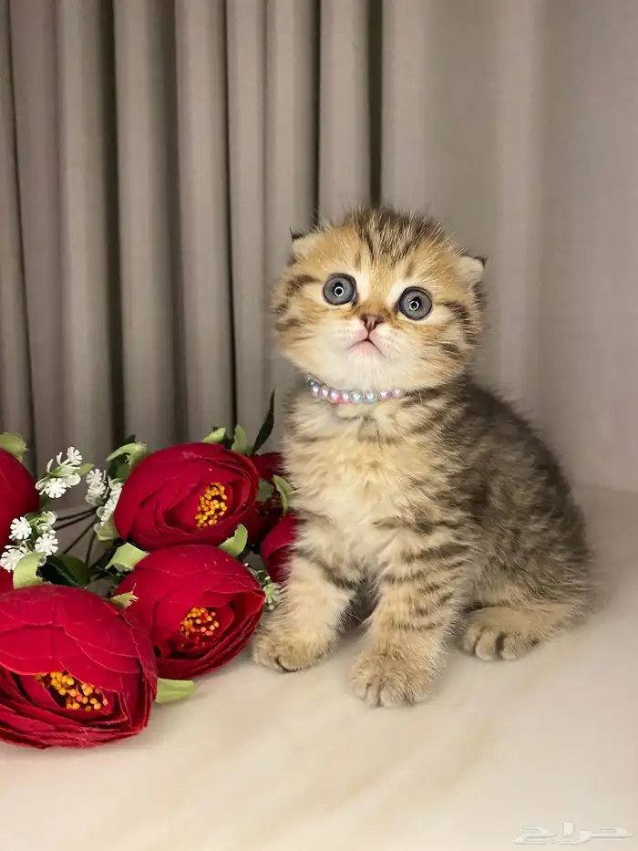 قطط سكوتش فولد بيرشن هاف بيكي مون فيس للبيع 5