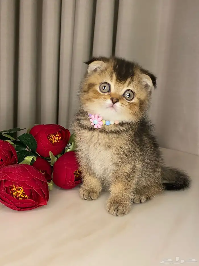 قطط سكوتش فولد بيرشن هاف بيكي مون فيس للبيع 7