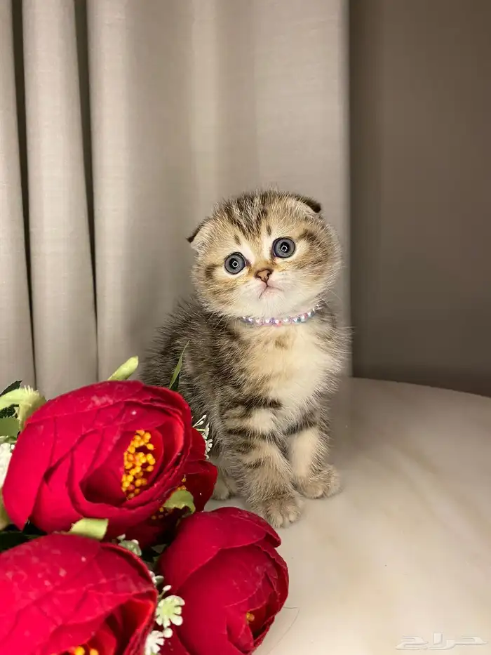 قطط سكوتش فولد بيرشن هاف بيكي مون فيس للبيع 6