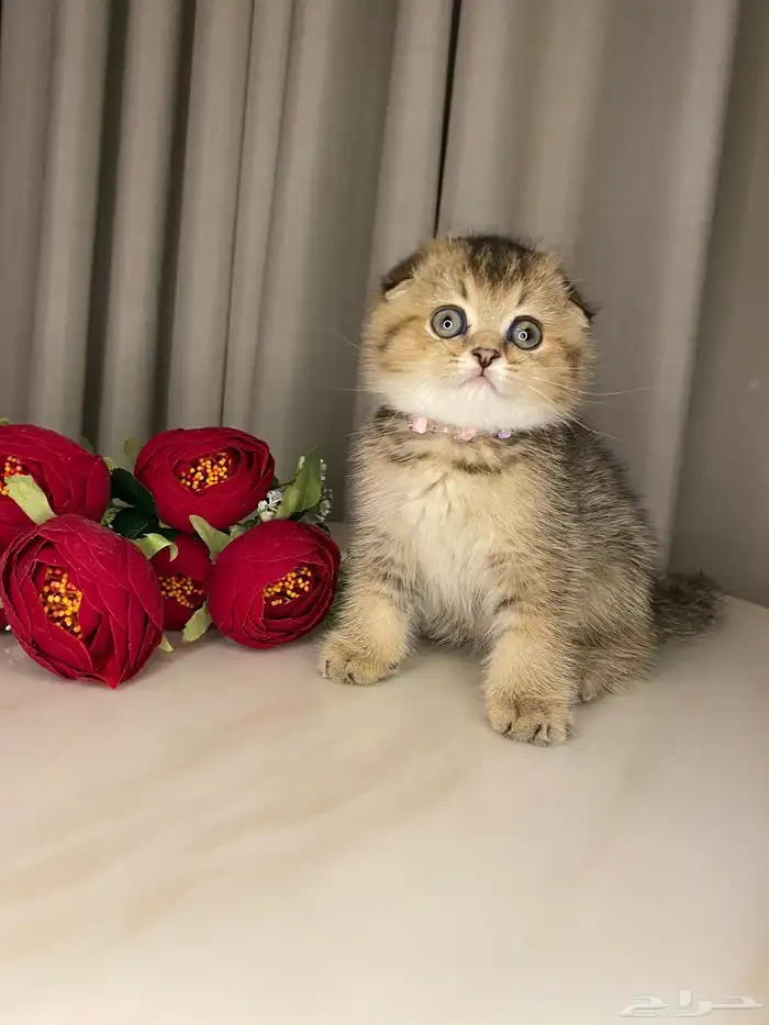 قطط سكوتش فولد بيرشن هاف بيكي مون فيس للبيع 4