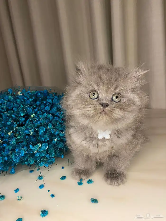 قطط سكوتش فولد بيرشن هاف بيكي مون فيس للبيع 3