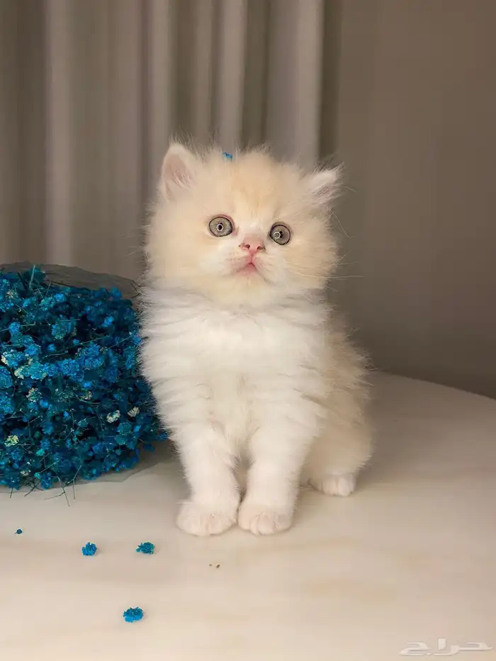 قطط سكوتش فولد بيرشن هاف بيكي مون فيس للبيع 1