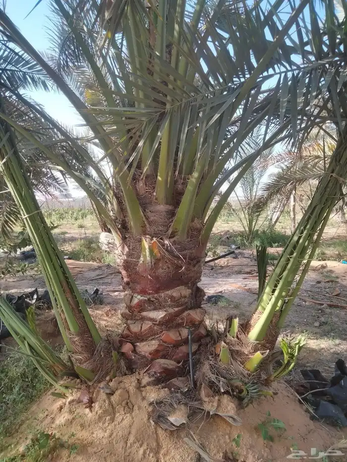 نخيل فاخر 8