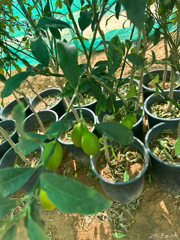 برتقال ابو سره وملكي وجميع انواع الحمضيات 1