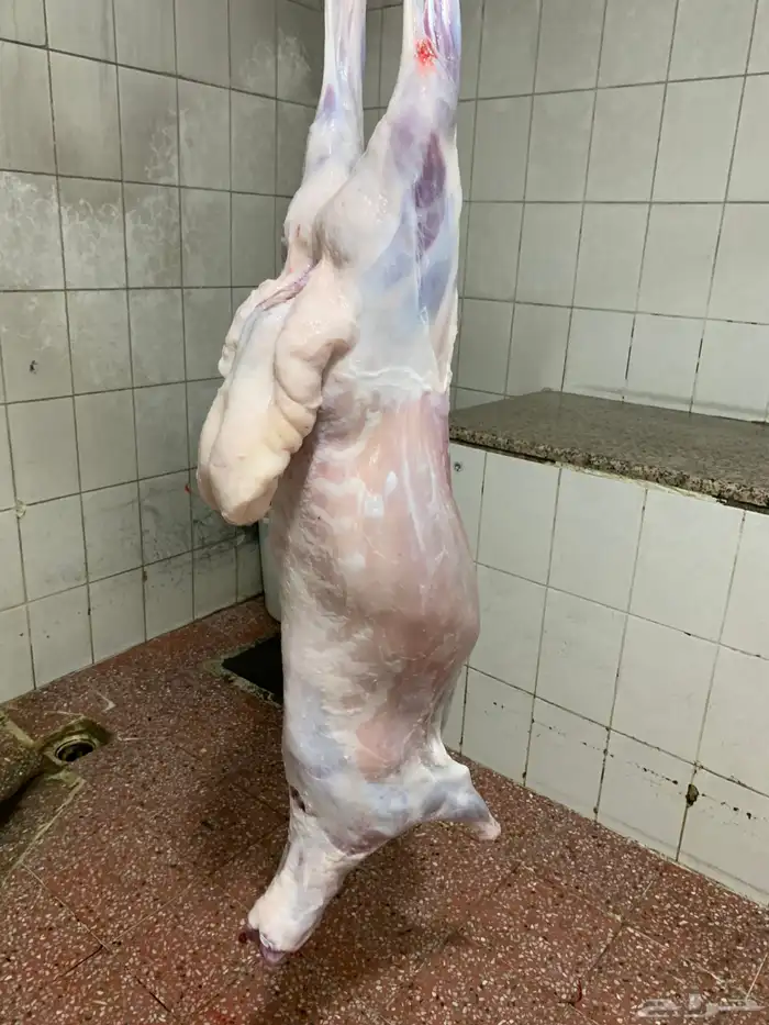 حري للبيع طليان رخال ذبايح ضيوف ذبائح ثلاجه مناسبات 0