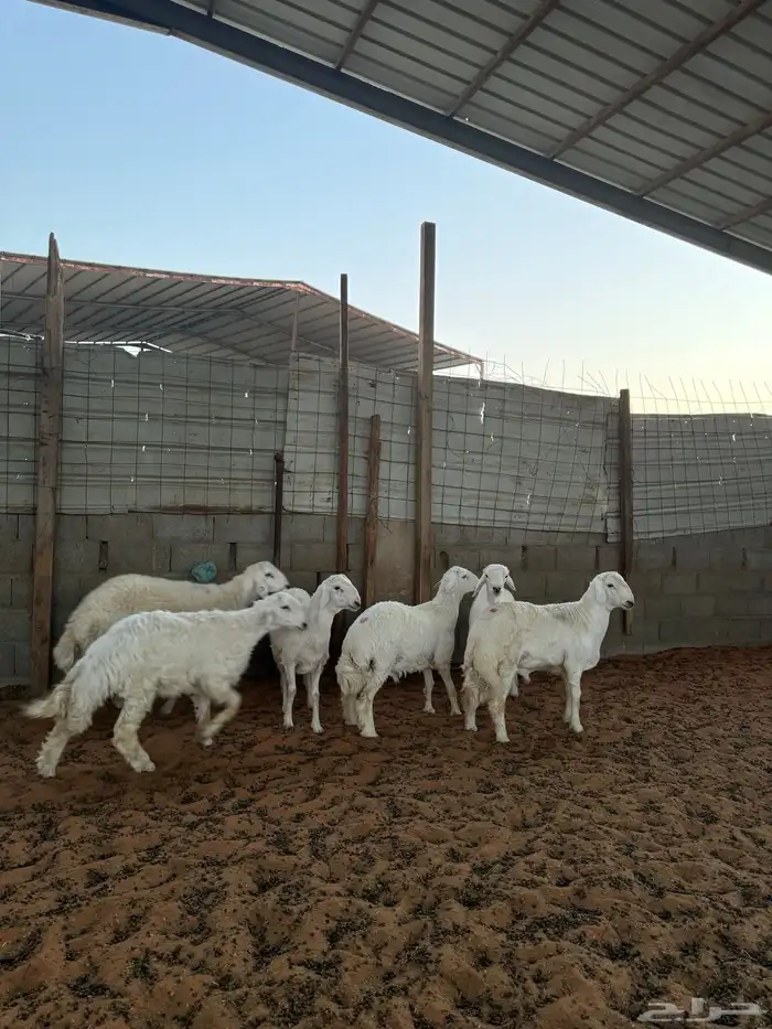 خرفان حريات 4
