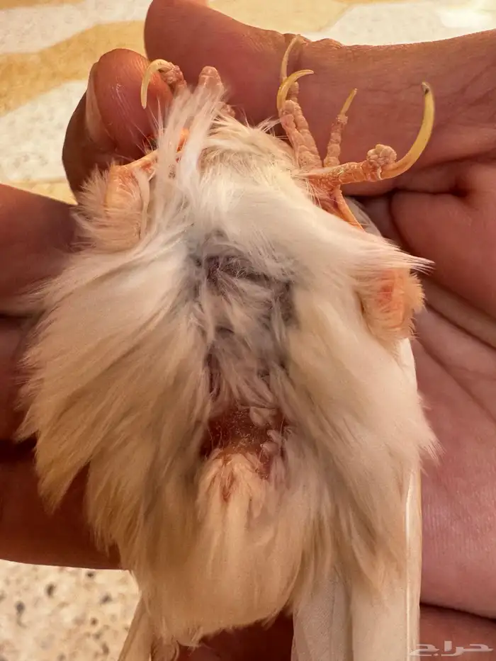 ذكر كناري كريمي مغرد لون جميل . تم البيع 5