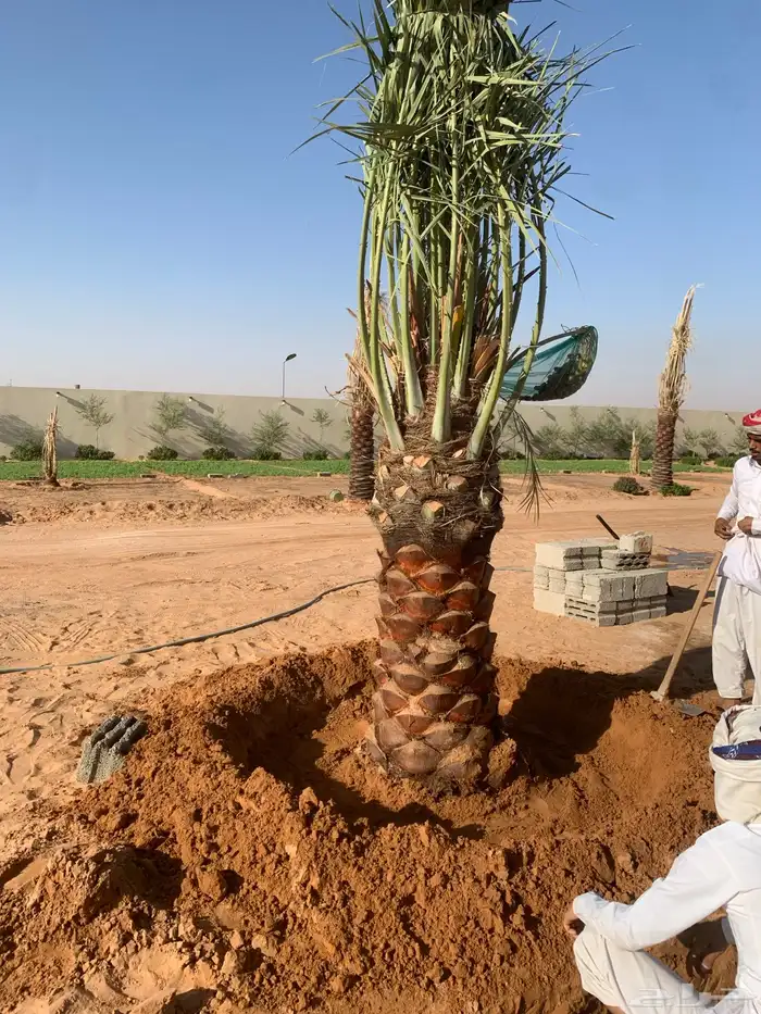 نخيل فاخر 14