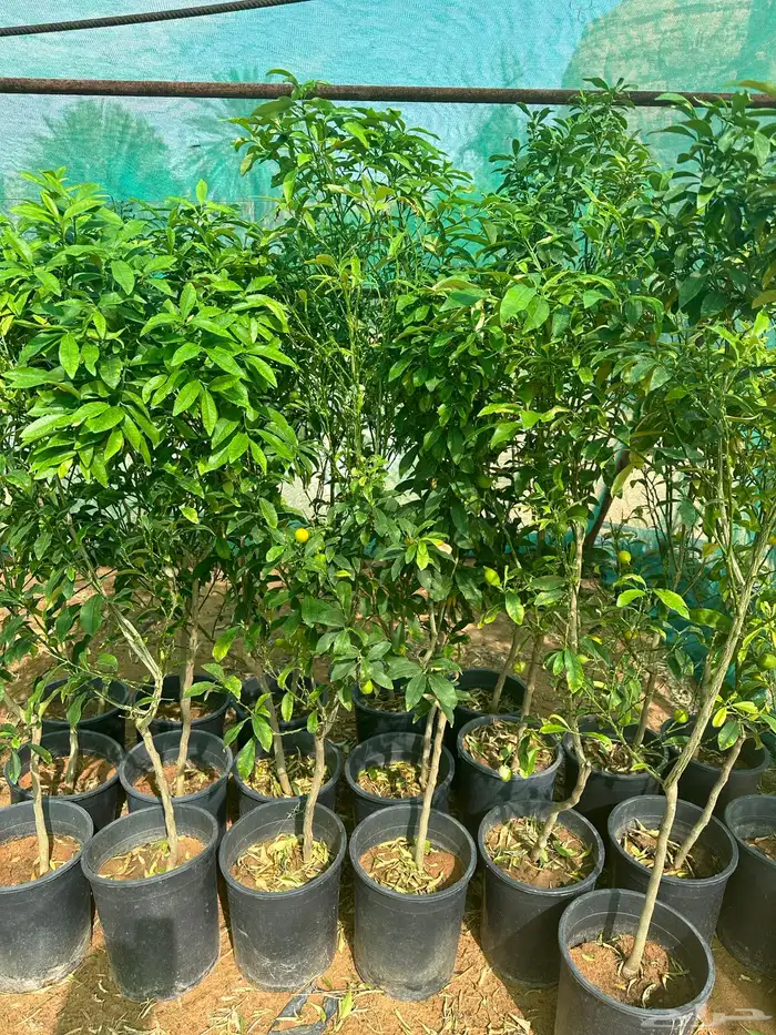 برتقال ابو سره وملكي وجميع انواع الحمضيات 0