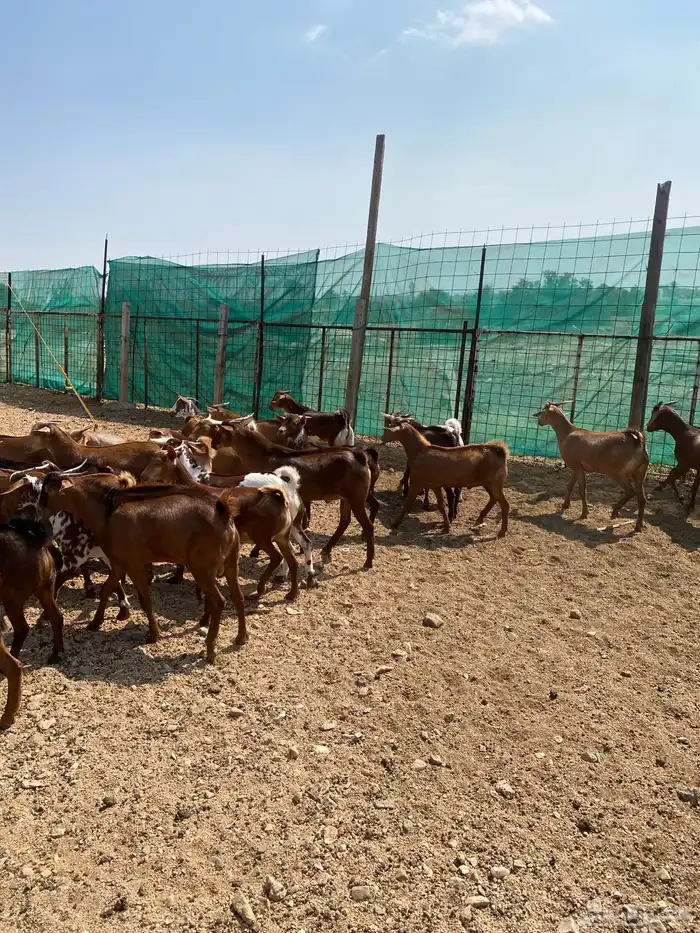 طليان حرية وتيوس بلدي دهم 6