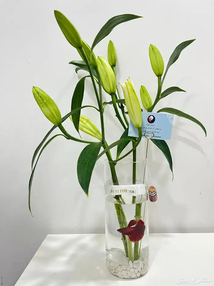 سمك الفايتر 3