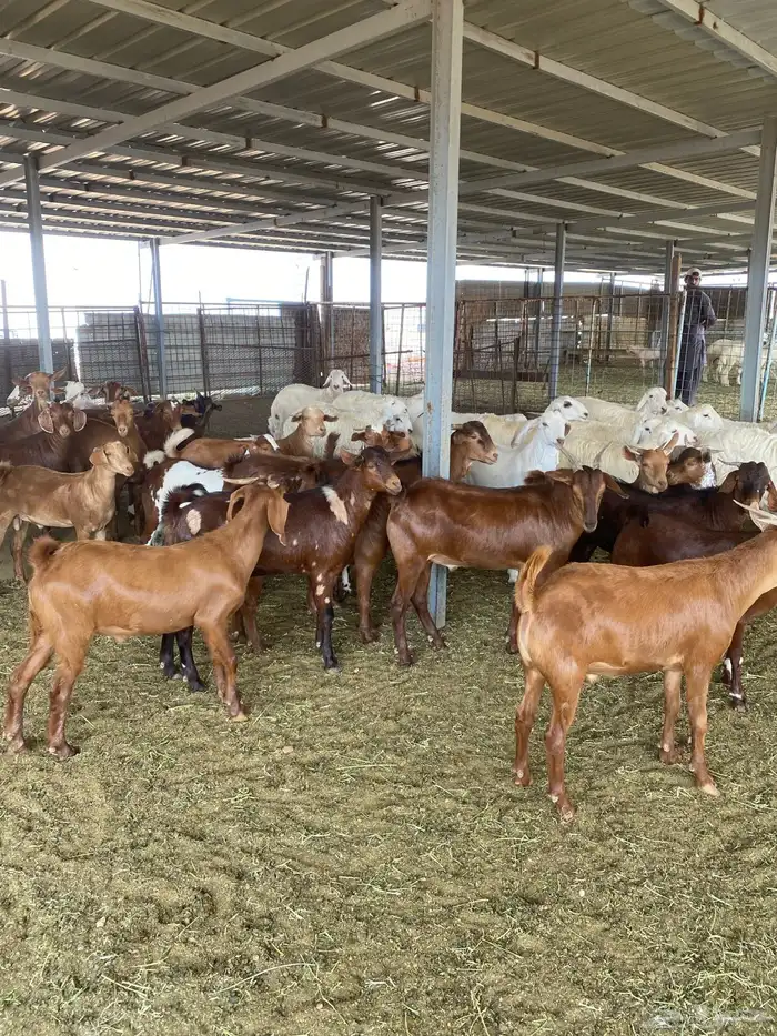 طليان حرية وتيوس بلدي دهم 8