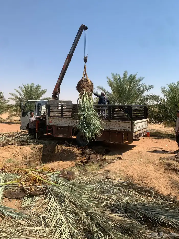 نخيل فاخر 15