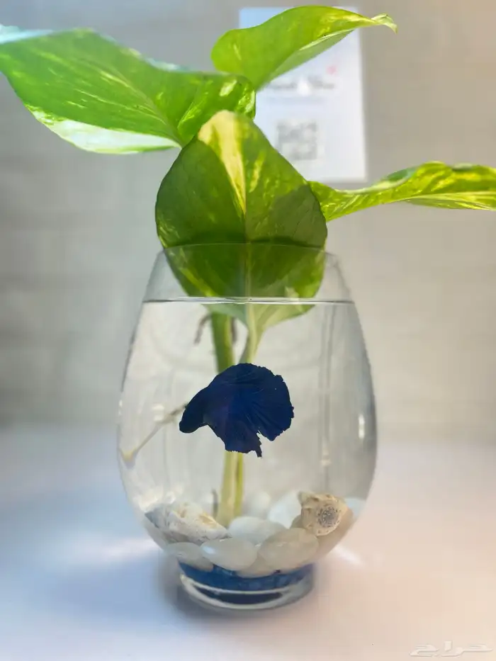 سمك الفايتر 4