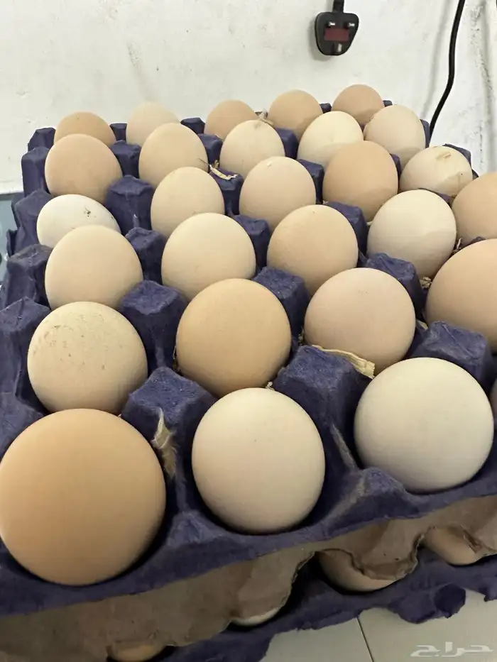 بيض دجاج فرنسي أحمر بيور مخصب للفقاسات تخصيب عالي مع الضمان 16